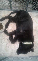 S&W m&p compact .22lr - 1 of 1