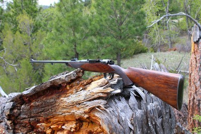 William Evans Mannlicher-Schoenauer .256 Mannlicher (6.5x54) 27 1/2