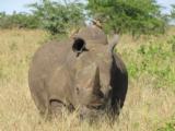 Special South African 10 day plains game safari - 2 of 15