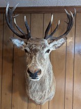 Scottish Red Deer (Stag) Shoulder Mount - 2 of 2