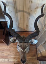 Beautiful Kudu Shoulder Mount - 3 of 3