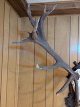 Spectacular Red Deer (Stag) Antlers and Skull On Carved Wood Plaque - 2 of 4