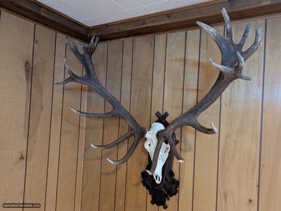 Spectacular Red Deer (Stag) Antlers and Skull On Carved Wood Plaque