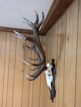 Spectacular Red Deer (Stag) Antlers and Skull On Carved Wood Plaque - 4 of 4