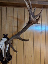 Spectacular Red Deer (Stag) Antlers and Skull On Carved Wood Plaque - 3 of 4