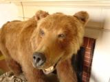 Full Mount Grizzly Bear North American Brown Bear HUGE Claws Authentic Den Decor Western Display Taxidermy - 4 of 6