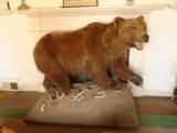 Full Mount Grizzly Bear North American Brown Bear HUGE Claws Authentic Den Decor Western Display Taxidermy - 1 of 6