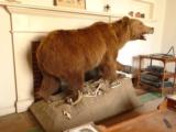 Full Mount Grizzly Bear North American Brown Bear HUGE Claws Authentic Den Decor Western Display Taxidermy - 6 of 6