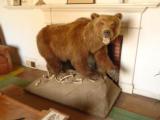 Full Mount Grizzly Bear North American Brown Bear HUGE Claws Authentic Den Decor Western Display Taxidermy - 2 of 6
