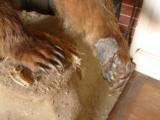 Full Mount Grizzly Bear North American Brown Bear HUGE Claws Authentic Den Decor Western Display Taxidermy - 5 of 6