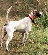 SOLD PENDING FUNDS -----BROWNING PIGEON GRADE SUPERPOSED 410 -- 26 3/8 IC/MOD -- EXCELLENT AS NEW -- CASED - 1 of 17