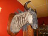 Blue Wildebeest shoulder mount - 1 of 1