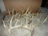 Whitetail deer shed antlers Taxidermy - 2 of 15