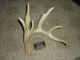 Whitetail deer shed antlers Taxidermy - 4 of 15