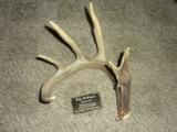 Whitetail deer shed antlers Taxidermy - 6 of 15