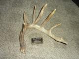 Whitetail deer shed antlers Taxidermy - 5 of 15