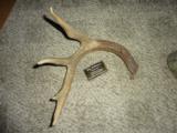 Whitetail deer shed antlers Taxidermy - 13 of 15