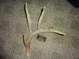 Whitetail deer shed antlers Taxidermy - 10 of 15