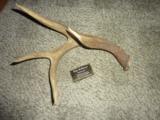 Whitetail deer shed antlers Taxidermy - 15 of 15
