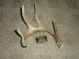 Whitetail deer shed antlers Taxidermy - 3 of 15