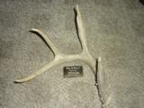 Whitetail deer shed antlers Taxidermy - 7 of 15