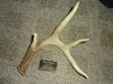 Whitetail deer shed antlers Taxidermy - 8 of 15