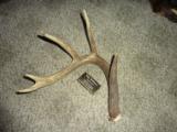 Whitetail deer shed antlers Taxidermy - 11 of 15