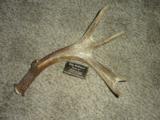 Whitetail deer shed antlers Taxidermy - 9 of 15
