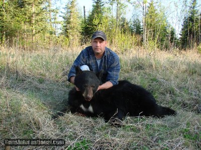 Black Bear, Alberta, Canada