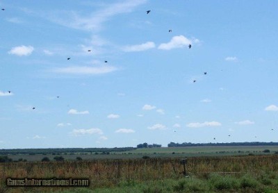 Dove Hunting in Argentina