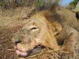 Year End Hunts Available in South Africa/Botswana - 2 of 9