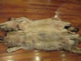Wolf Skins - 10 of 12