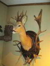 Roe Deer shoulder mount - 3 of 3