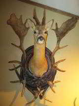 Roe Deer shoulder mount - 1 of 3