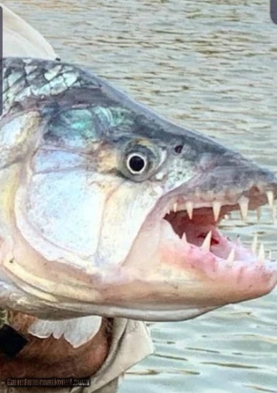 Tanzania Tigerfish and more