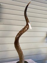 Kudu Horn Carved with Elephants - 6 of 6