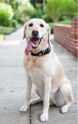 Retriver Training - 1 of 1