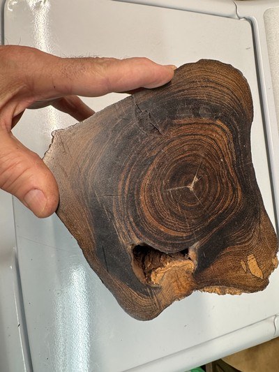 Antique Brazilian Rosewood stump licensed dug stump Rosewood knife slabs Rosewood pistol grips - Image 3 of 9
