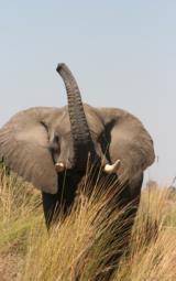 TANZANIA CANCELLATIONJ/B ADVENTURES & SAFARIS - Image 2 of 3