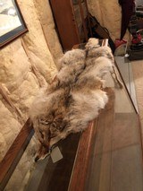 Coyote Pelt - 1 of 4