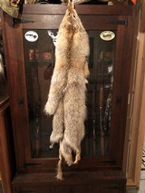 Coyote Pelt - 4 of 4