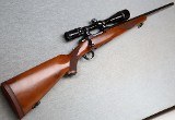 Ruger ~ M77 Varmint ~ .243 WIN