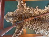 1896 Krag Jorgenson Rifle - Exceptional Condition - 2 of 14