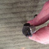 Mauser 98 Sporting Rifle Bolt - 5 of 5