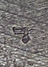 Spreewerk P38 pistol 9mm WW2 - 3 of 7