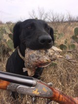 BERTUZZI - Venere - 410 Bore - - - 28" - Game Scenes with Gold by Dassa - 1 of 19