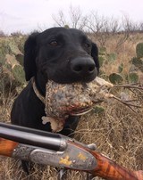 BERTUZZI - Venere - 410 Bore - - - 28" - Game Scenes with Gold by Dassa - 3 of 19