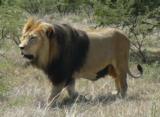 Outdoor Escapes is offering African Lion Hunts - 1 of 1