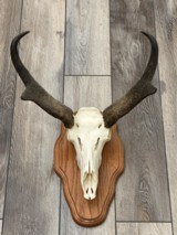 Wyoming Pronghorn