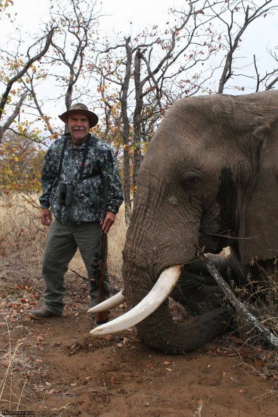 TROPHY BULL ELEPHANT IMPORTABLE TO THE USA - Image 2 of 9